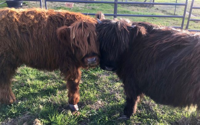 mini-scottish-highland-cows2