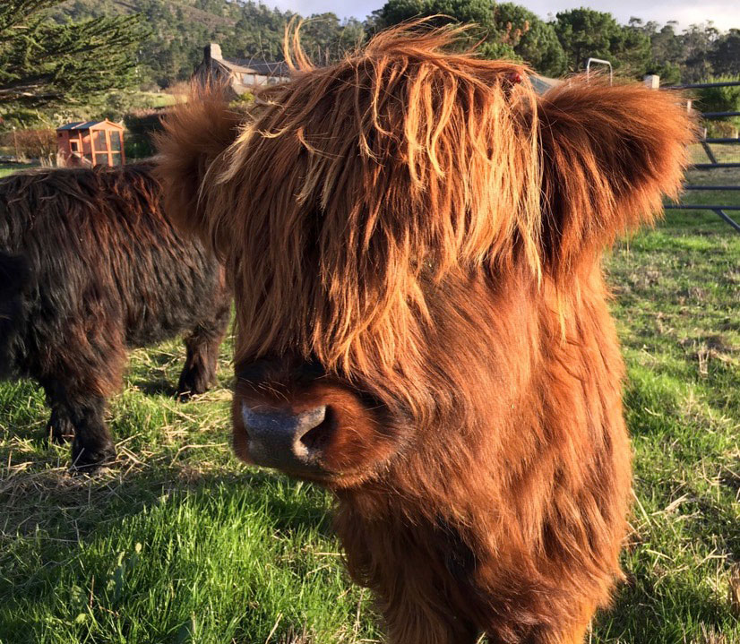 mini-scottish-highland-cows4